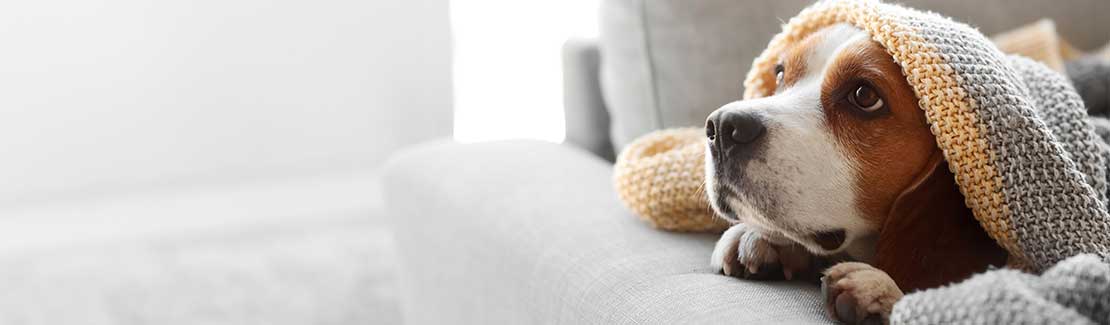 Hund - Stress & Verhalten