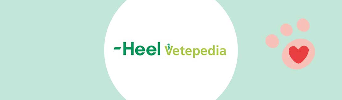 Heel vet.